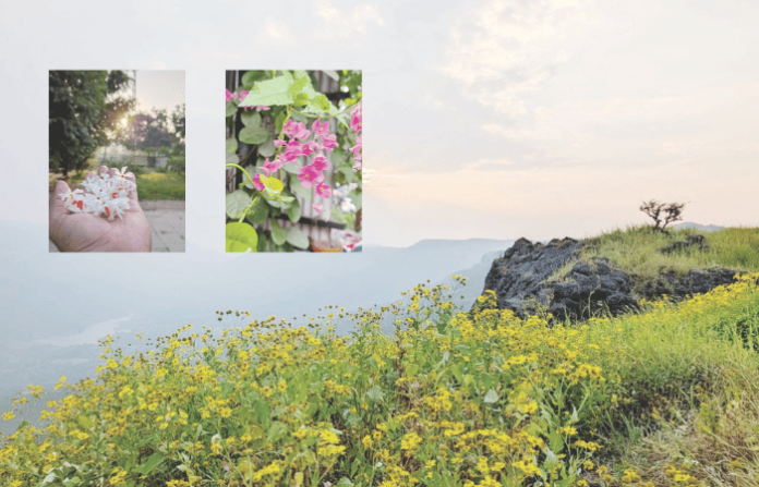 kshipra-mundhe-article-lens-eye-swikaracha-bahar-d-b-dhamanskar-poetry-nature-sahyadri-flowers kshipra-mundhe-article-lens-eye-swikaracha-bahar-d-b-dhamanskar-poetry-nature-sahyadri-flowers