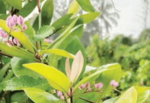 लेन्स-आय – पालवीचं सौंदर्य