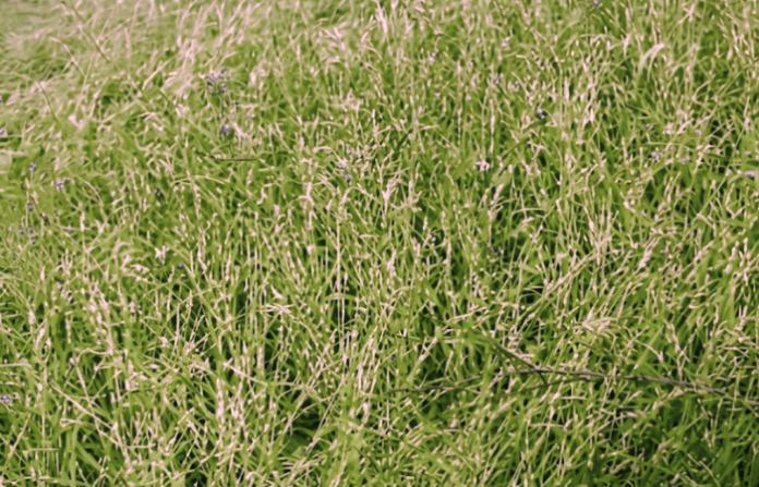 rice crop (1)