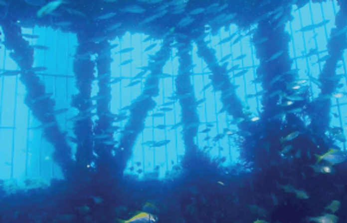 sea