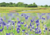 निसर्गभान – रानफुलांचा फिका रंगोत्सव swapnil-salaskar-article-nisargbhan-wildflowers-fading-colors-konkan-drought-biodiversity