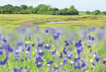 निसर्गभान – रानफुलांचा फिका रंगोत्सव swapnil-salaskar-article-nisargbhan-wildflowers-fading-colors-konkan-drought-biodiversity