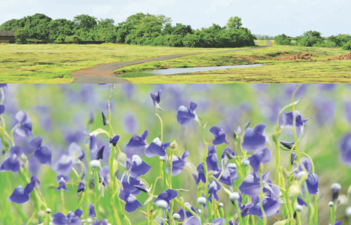 swapnil-salaskar-article-nisargbhan-wildflowers-fading-colors-konkan-drought-biodiversity swapnil-salaskar-article-nisargbhan-wildflowers-fading-colors-konkan-drought-biodiversity