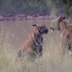 चंद्रपूरच्या जंगलात वाघीण आणि बछड्यांची धमाल, कॅमेऱ्यात कैद झाला मायेचा अनोखा क्षण